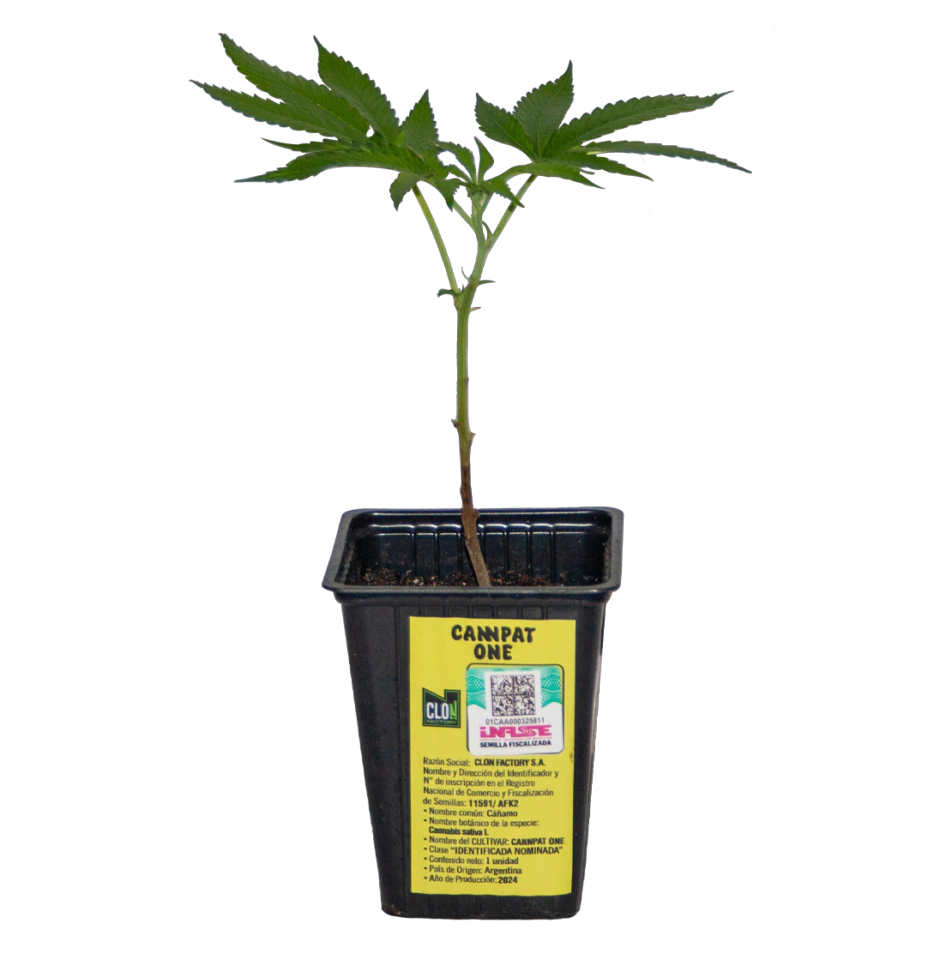 ESQUEJE CANNABIS PATAGONICO CANNPAT ONE - CLON FACTORY