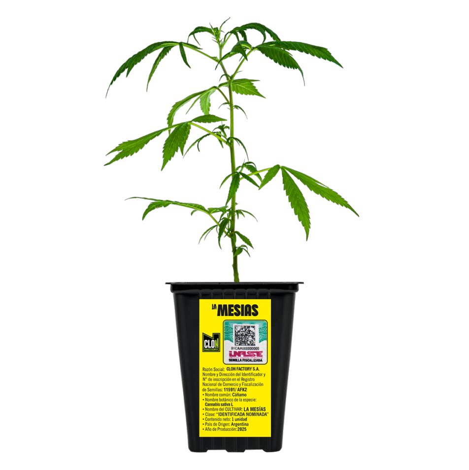 ESQUEJE CANNDI MESIAS - CLON FACTORY