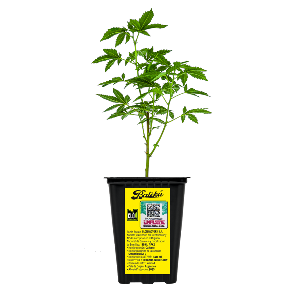 ESQUEJE LOCO YORSH BATEKU - CLON FACTORY