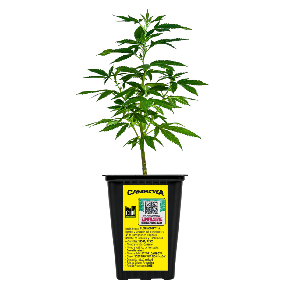 ESQUEJE CHR SEEDS CAMBOYA - CLON FACTORY