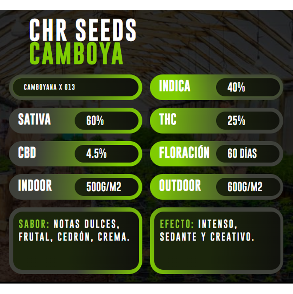 Imagen del producto o placeholder