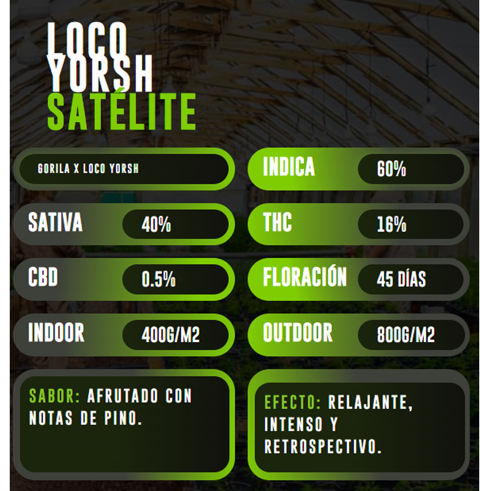 Imagen del producto o placeholder