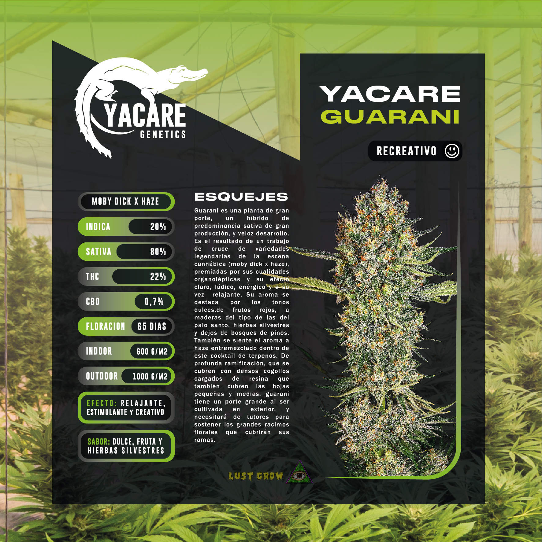 Imagen del producto o placeholder