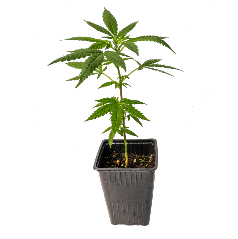 ESQUEJE PURPLE KARMA BILLY SEEDS - CLON FACTORY