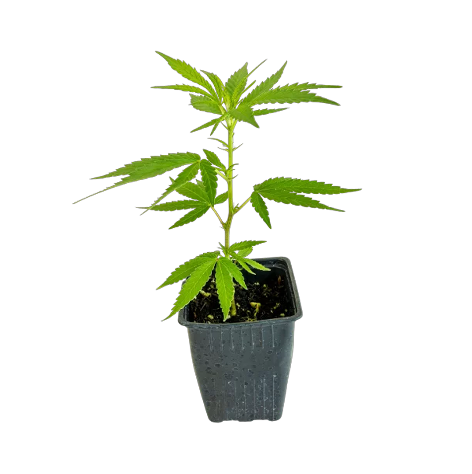 ESQUEJE TROPICANA DE SWEED LAB - CLON FACTORY