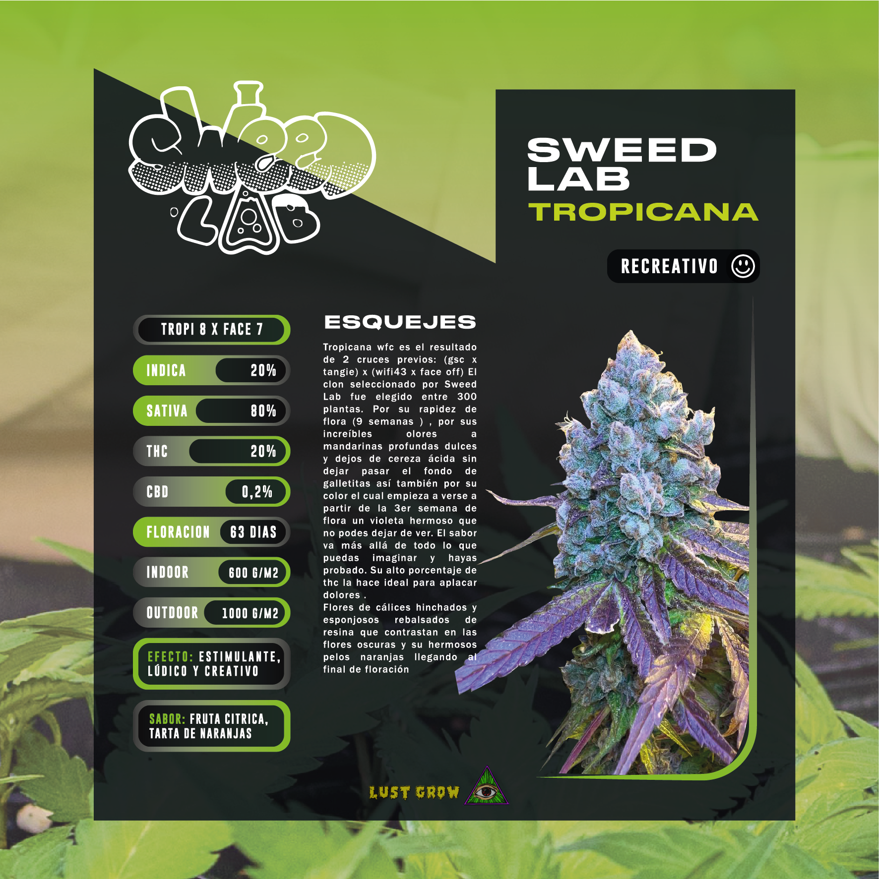 Imagen del producto o placeholder