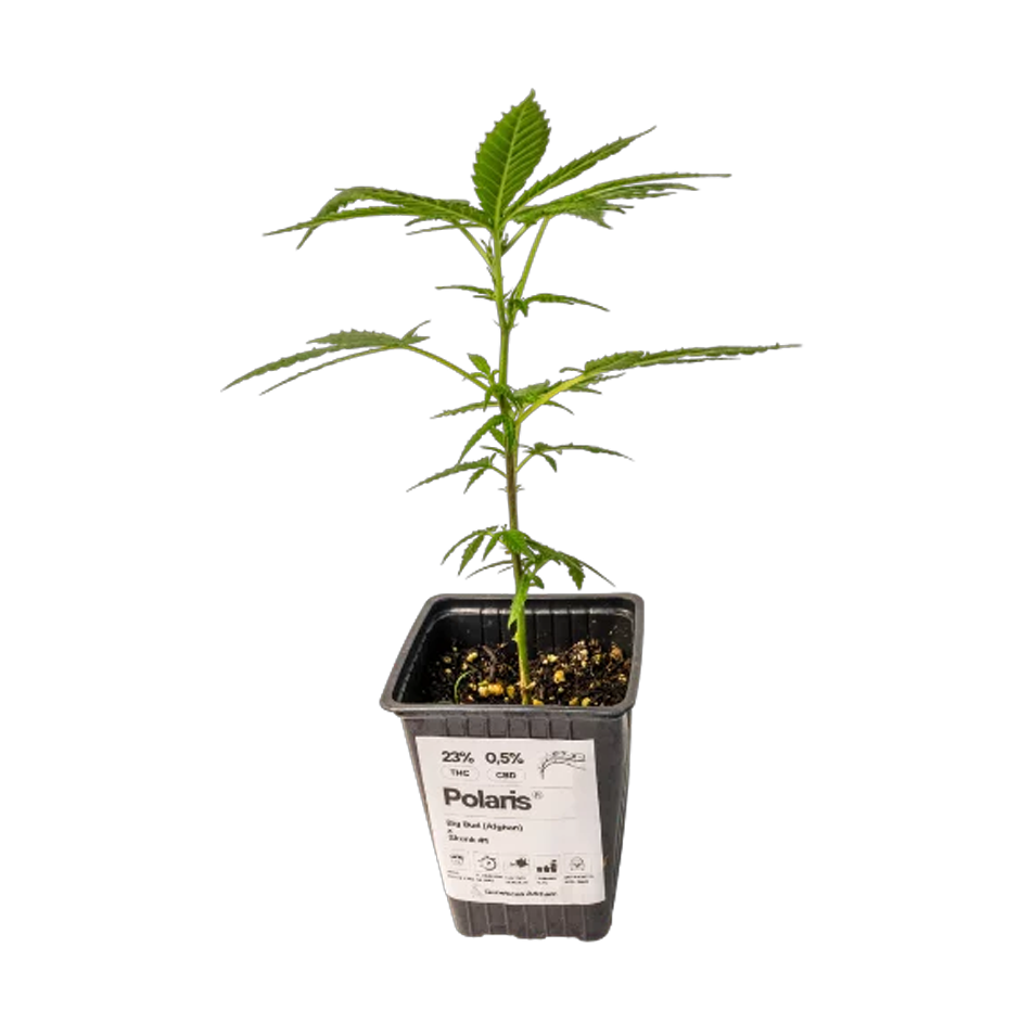 ESQUEJE POLARIS DE ARKHAM - CLON FACTORY