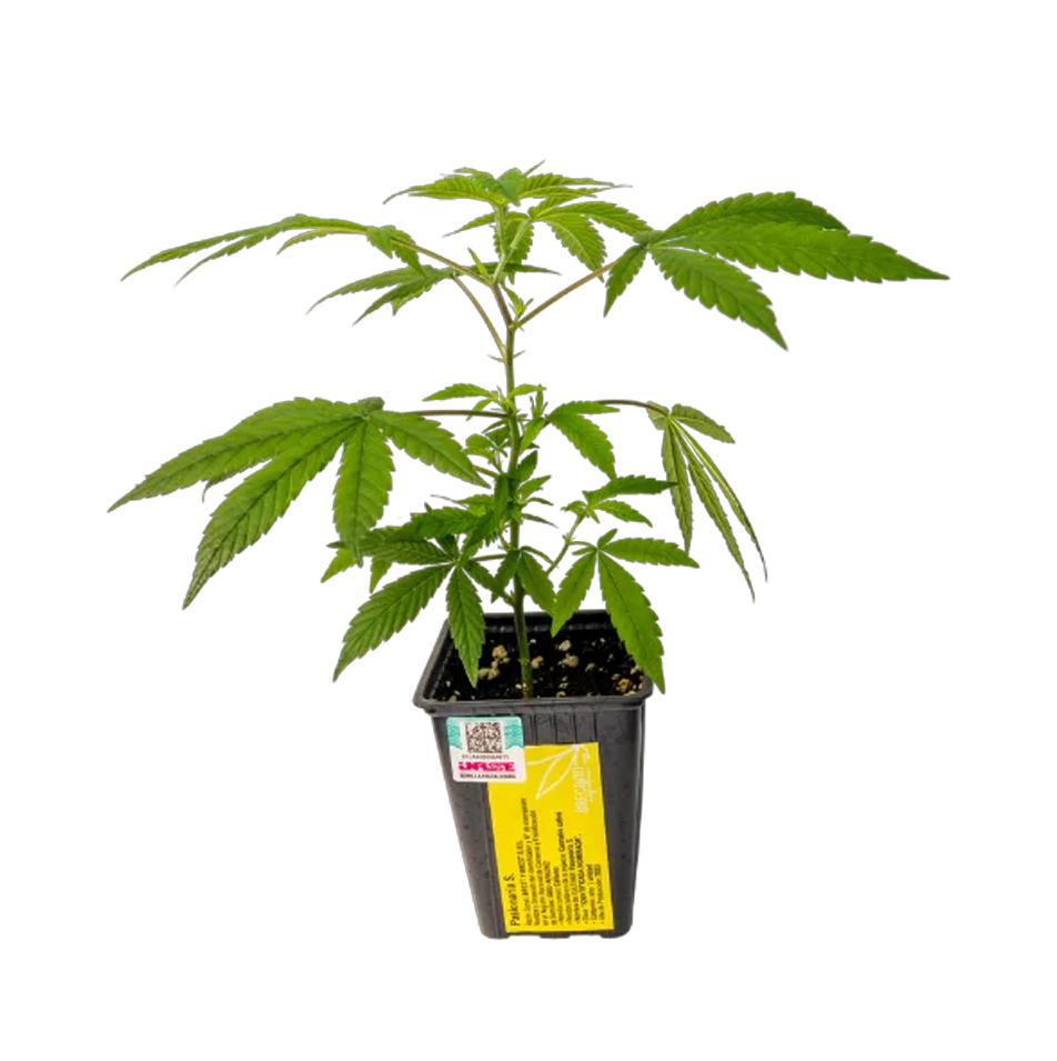 ESQUEJE PASIONARIA DE YACARE - CLON FACTORY